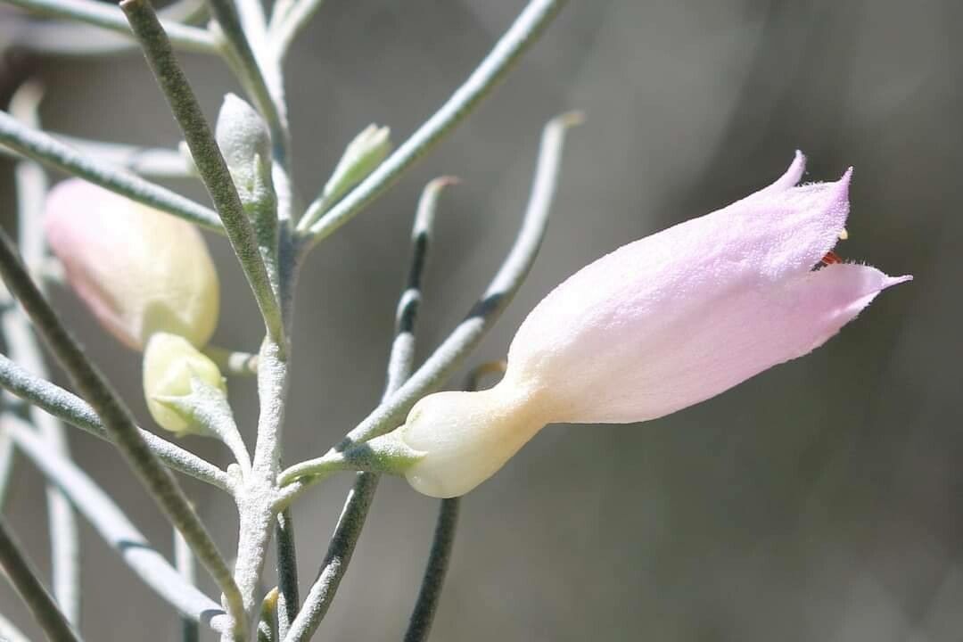 Eremophila dalyana — search result for 'Fuchsia'