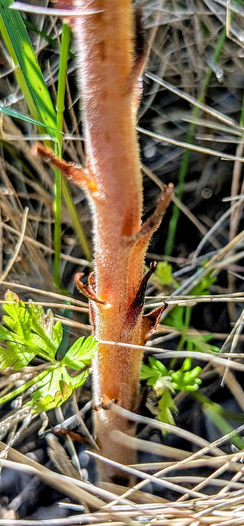 Orobanche grenieri bark