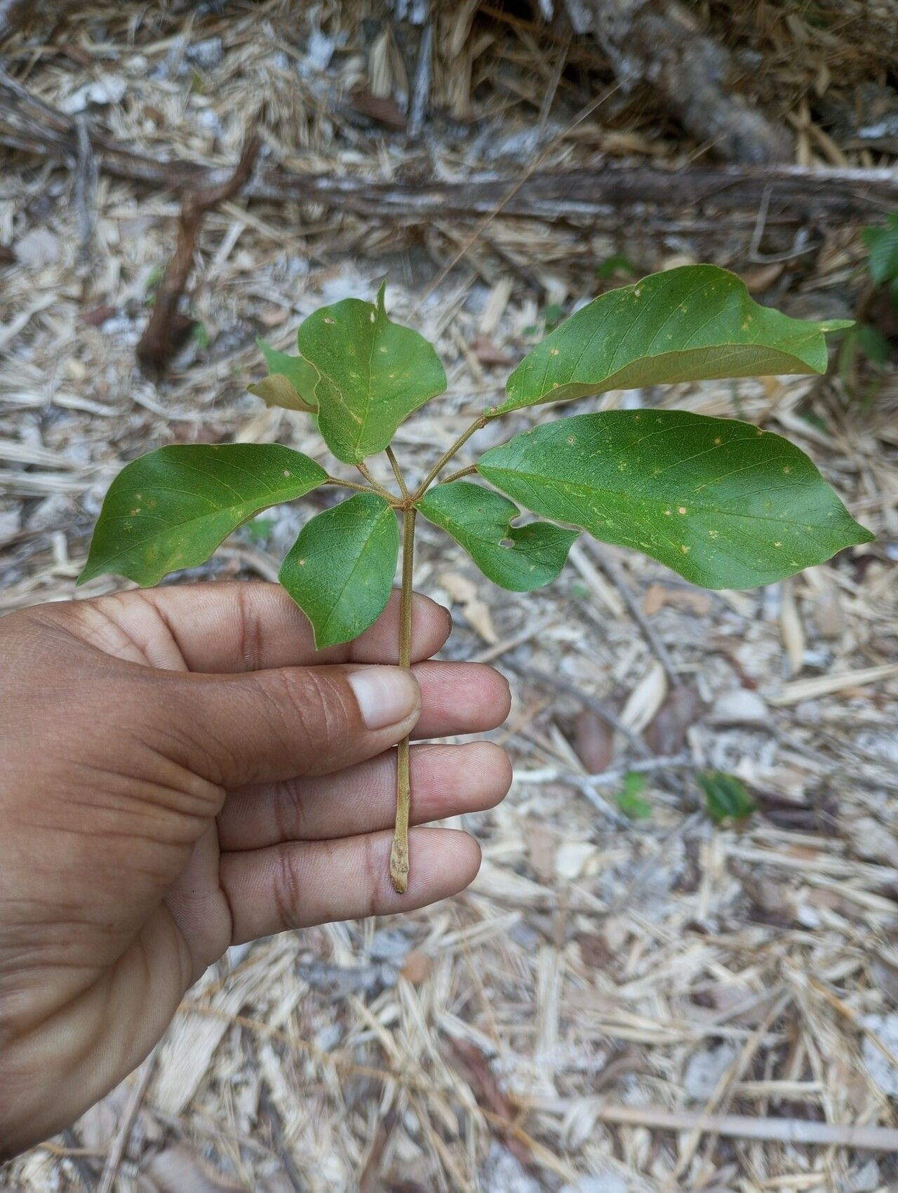 Handroanthus incanus — search result for 'Handroanthus'