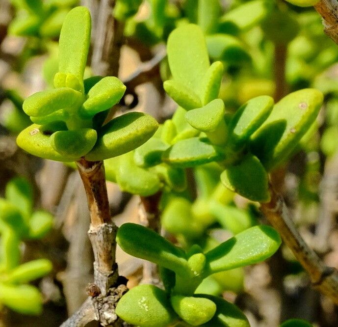 Pteronia spinulosa — related species from the same genus
