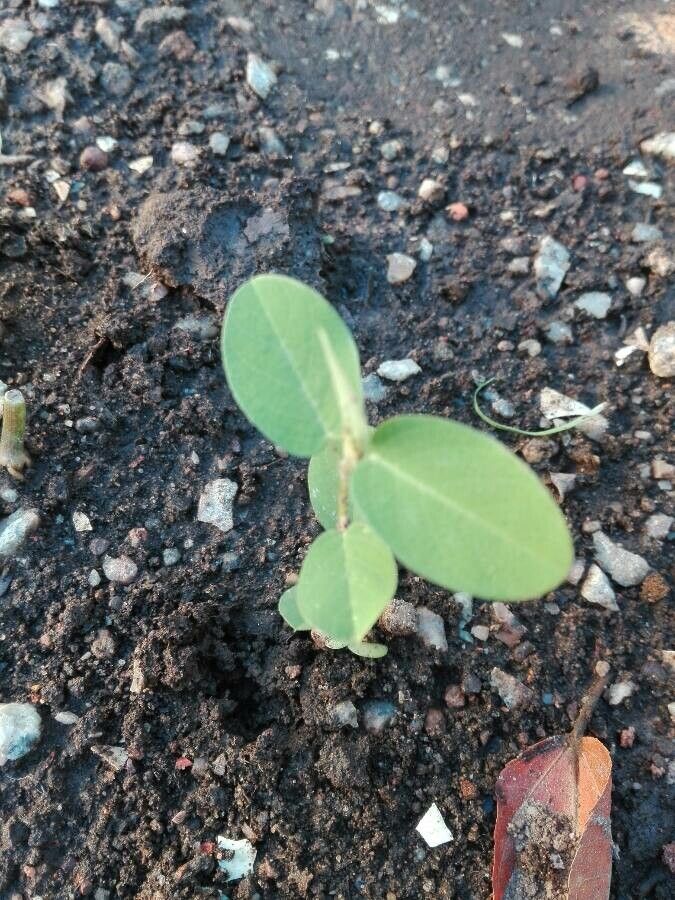 Alysicarpus vaginalis — houseplant care guide