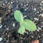 Alysicarpus vaginalis