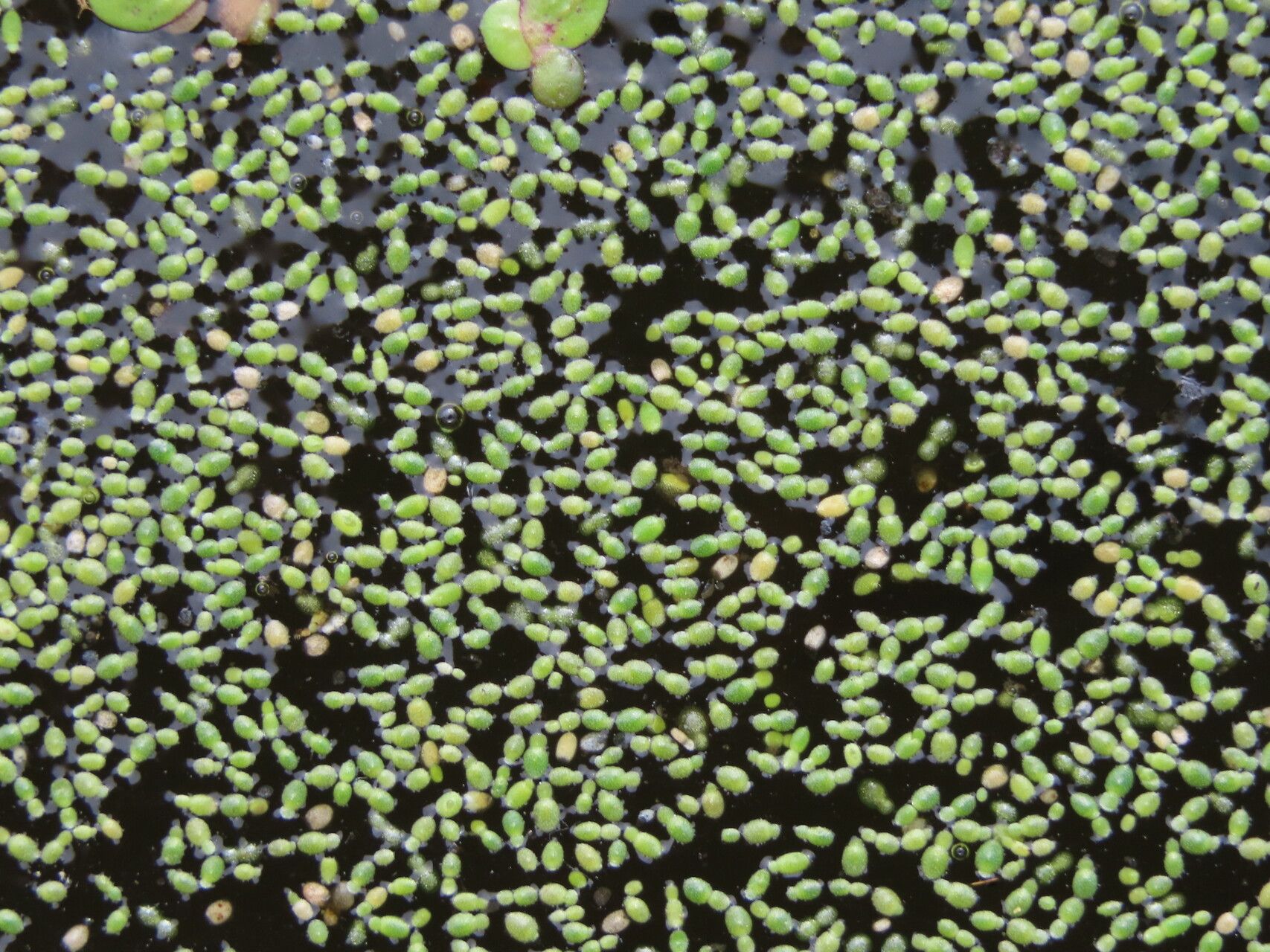 Wolffia brasiliensis habit