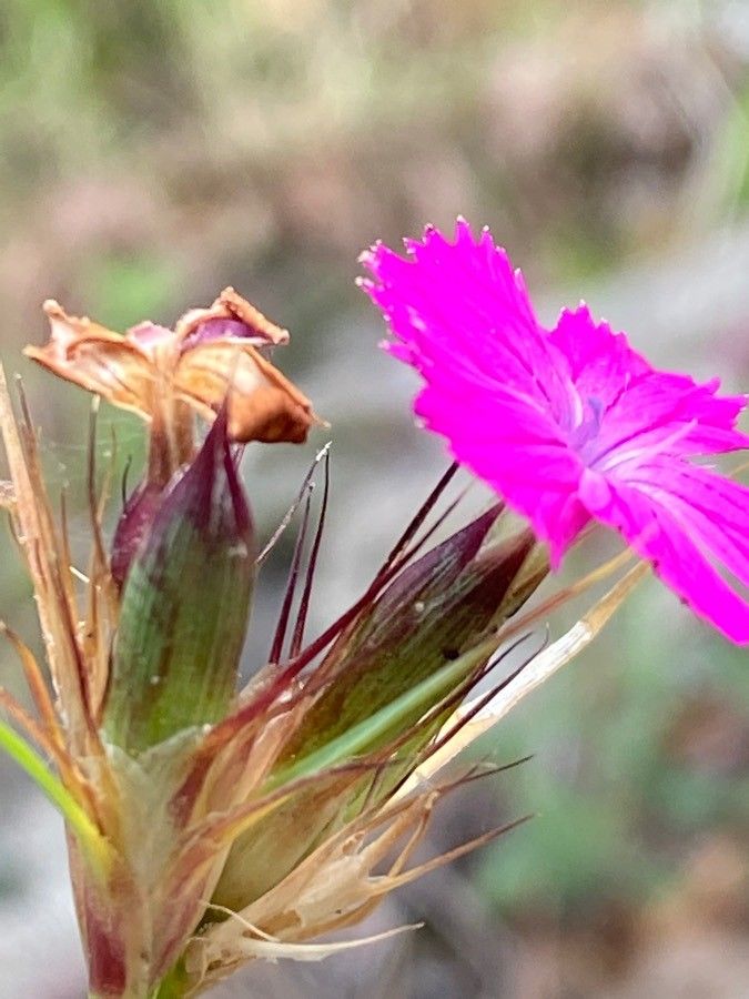 Dianthus balbisii flower
