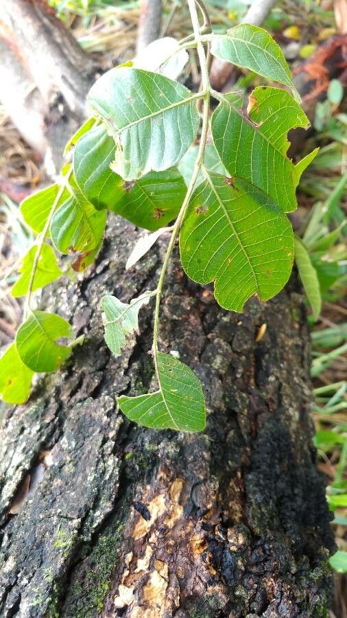 Myracrodruon urundeuva leaf
