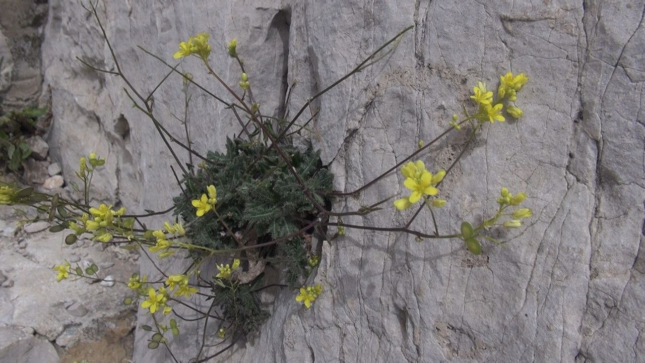 Biscutella brevifolia — houseplant care guide