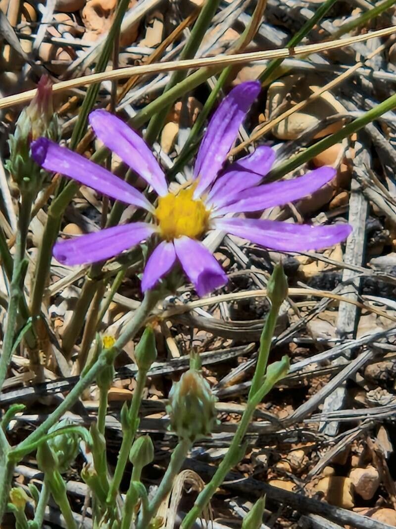 Dieteria canescens flower