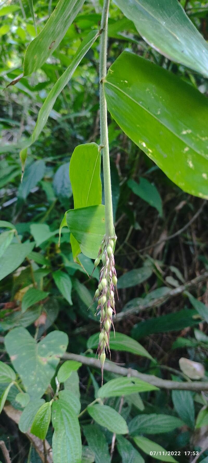 Sorghum arundinaceum flower