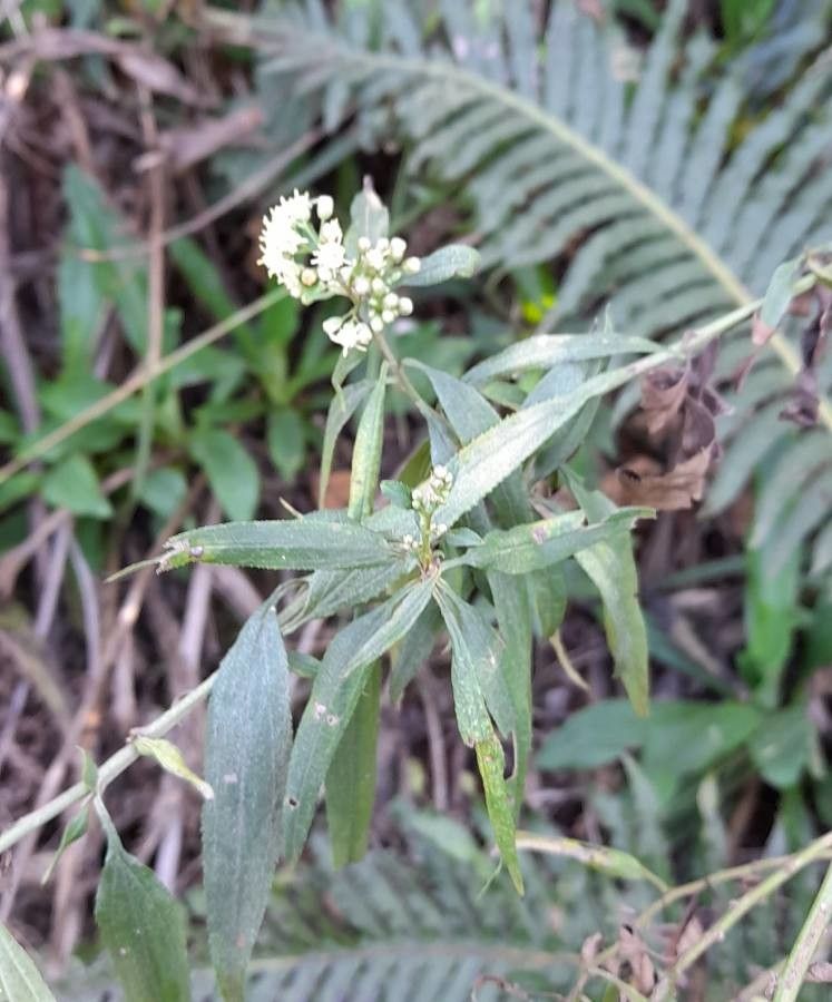 Baccharis punctulata leaf