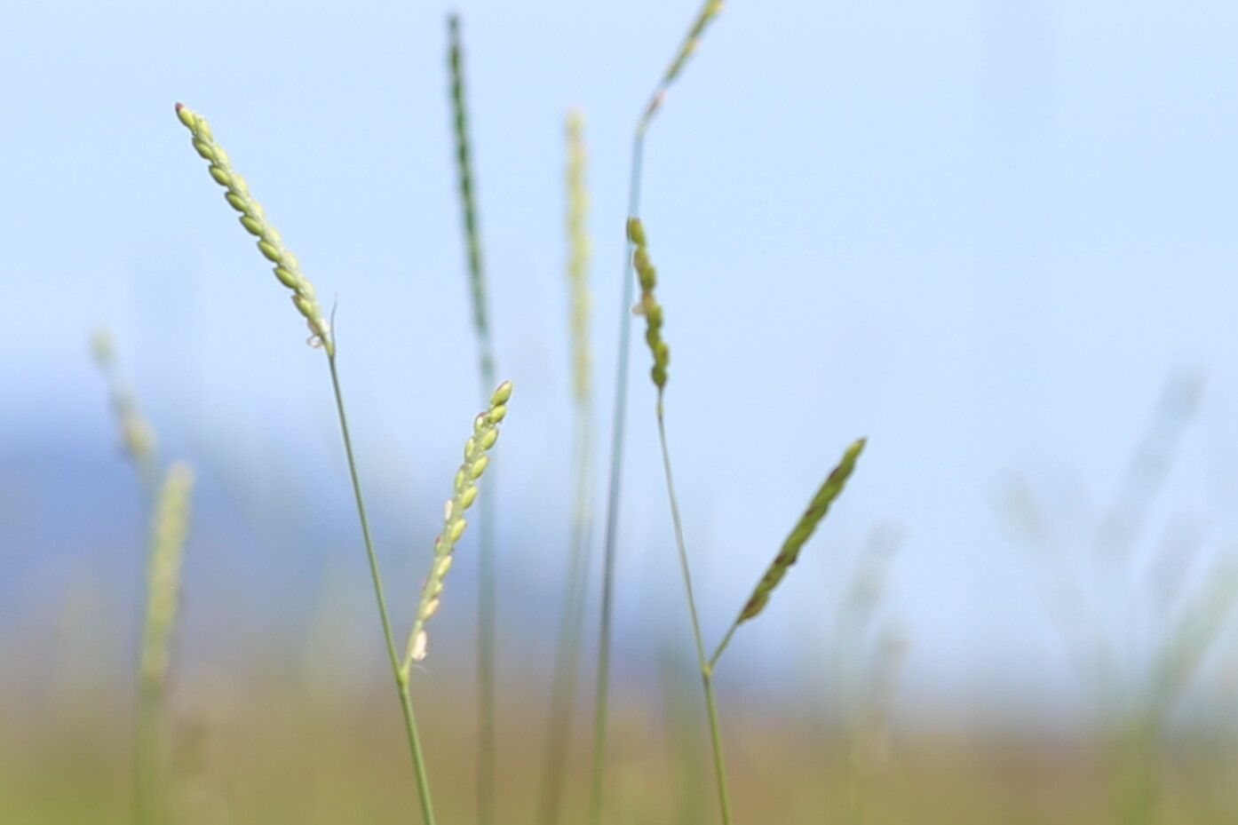 Urochloa dictyoneura flower