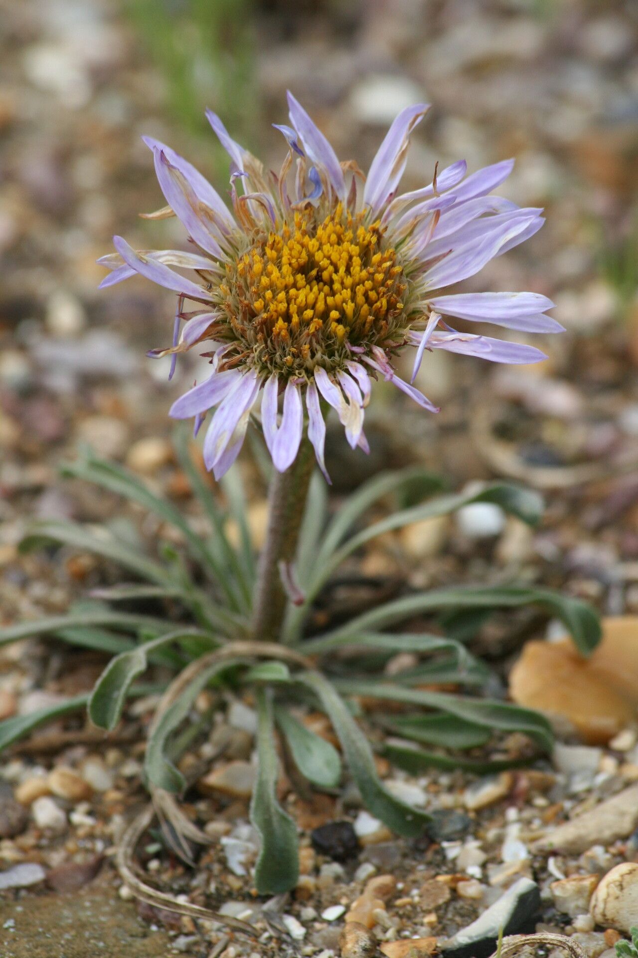 Townsendia parryi — houseplant care guide