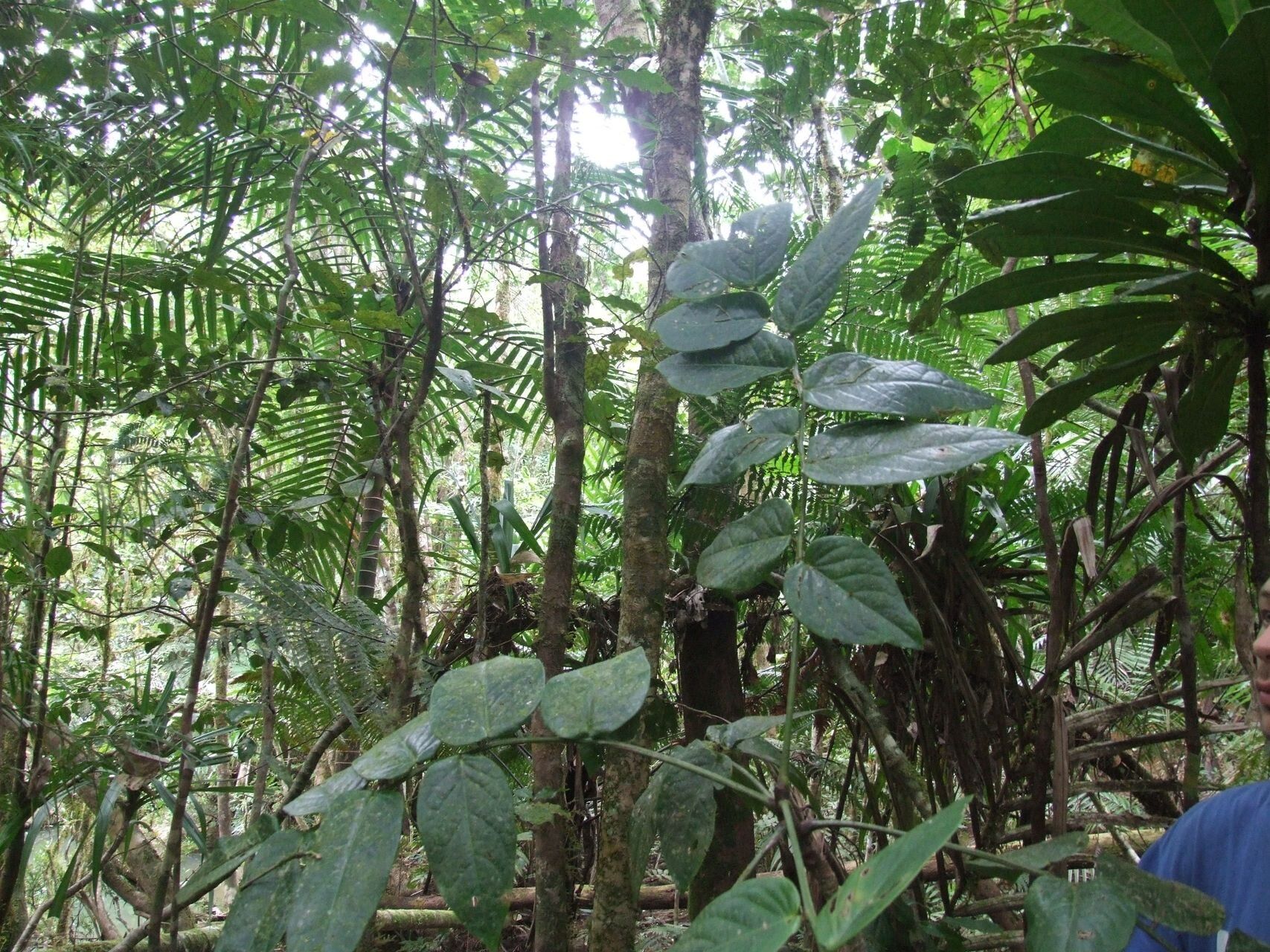 Phyllanthus pseudotrichopodus habit