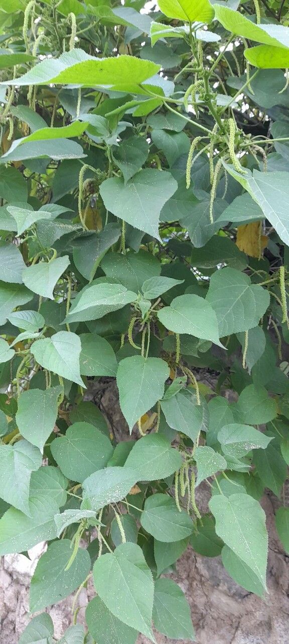 Acalypha plicata habit
