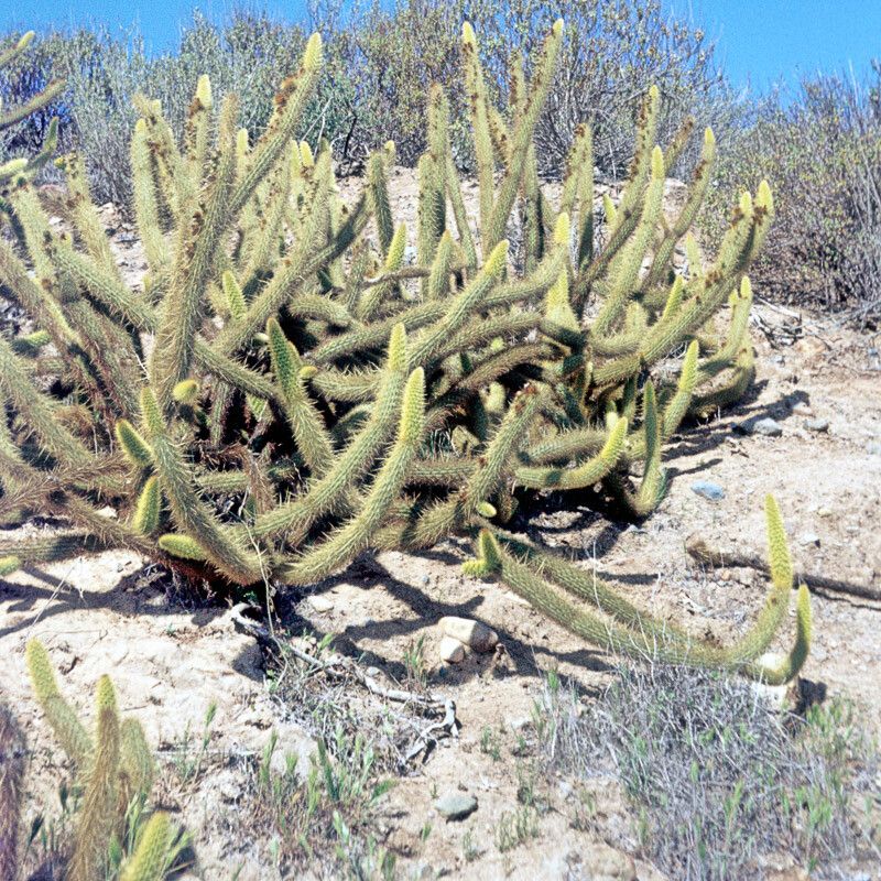 Bergerocactus emoryi — search result for 'Cereus'