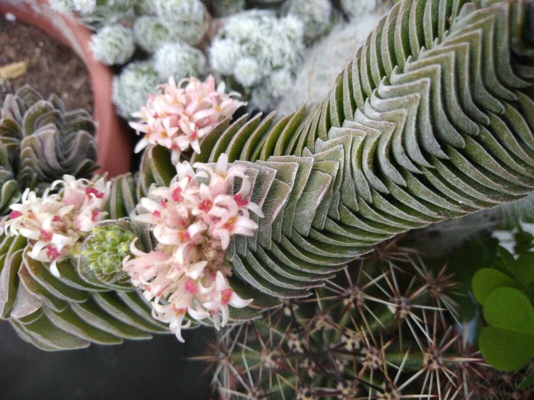 Crassula pyramidalis flower
