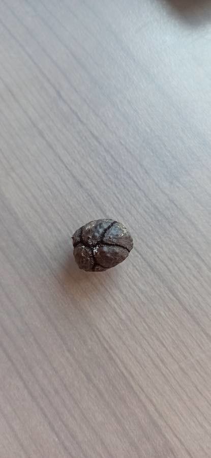 Callitris preissii fruit