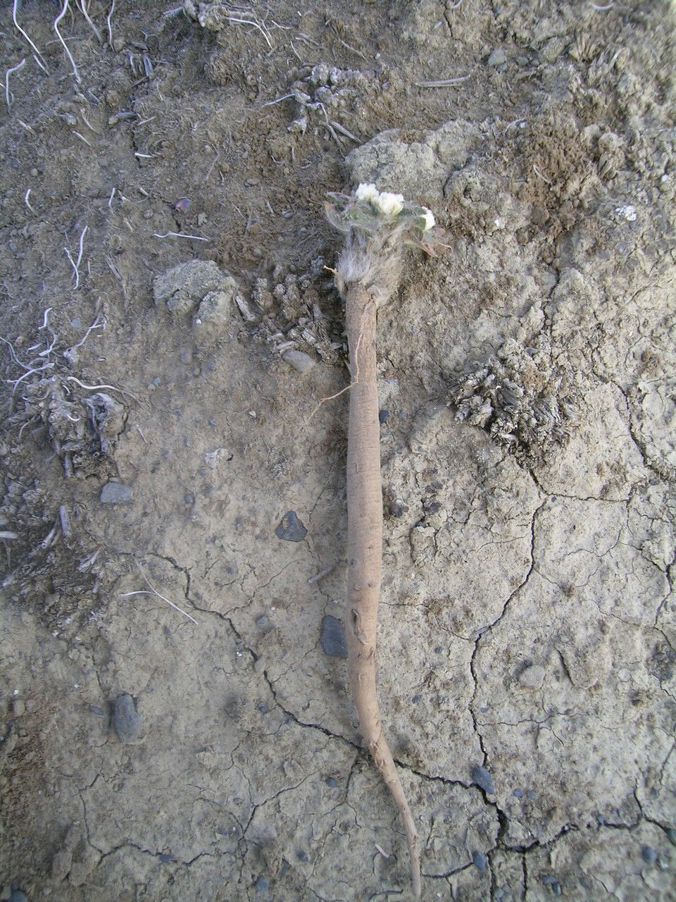 Gomphrena meyeniana habit