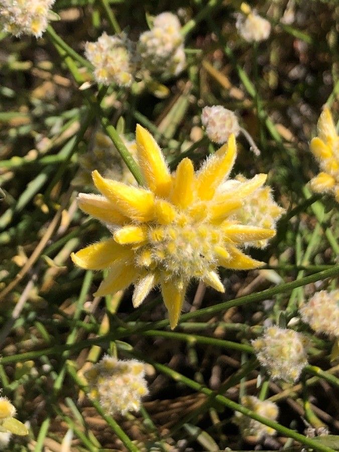 Genista umbellata flower