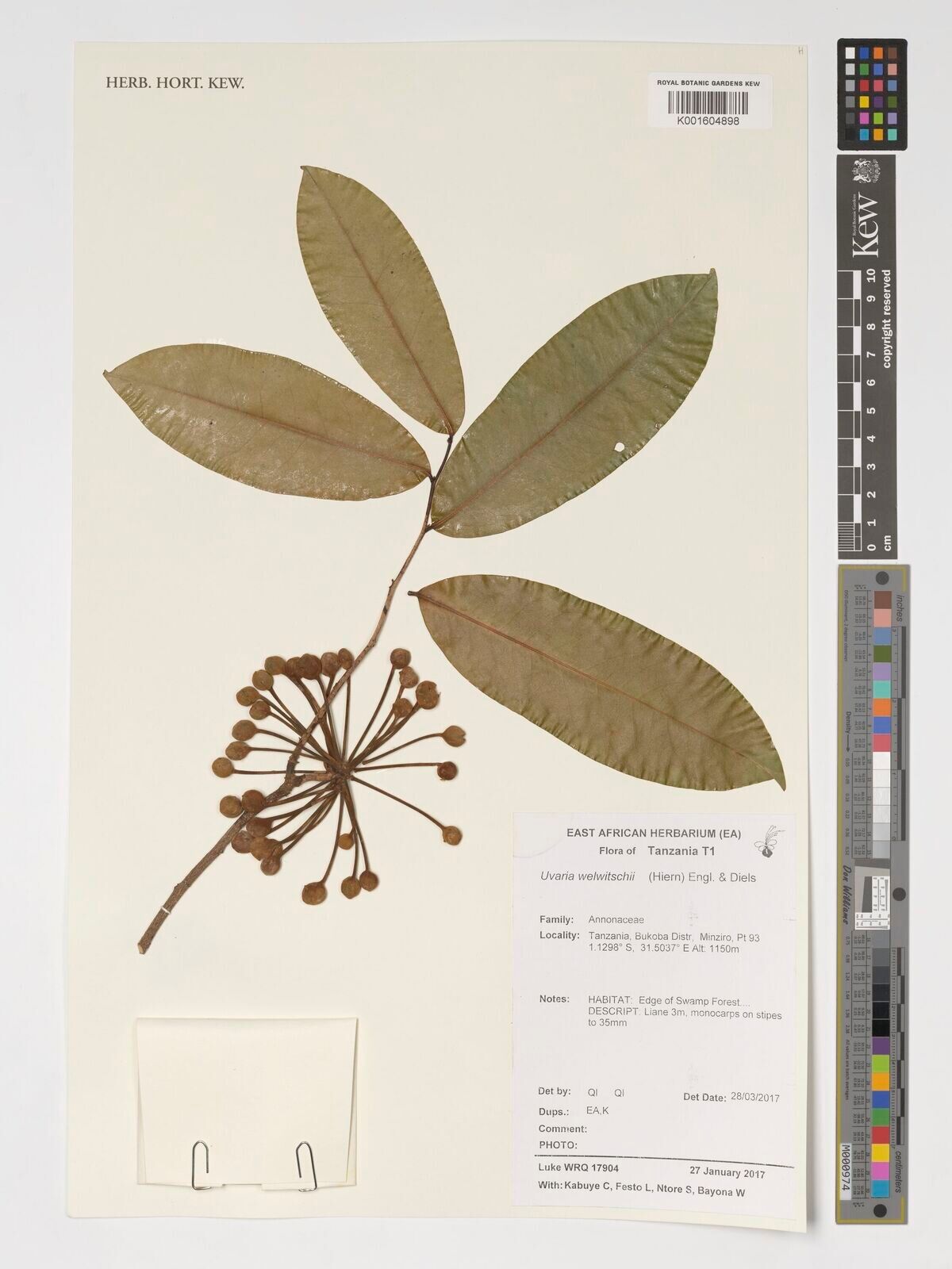 Uvaria welwitschii — houseplant care guide