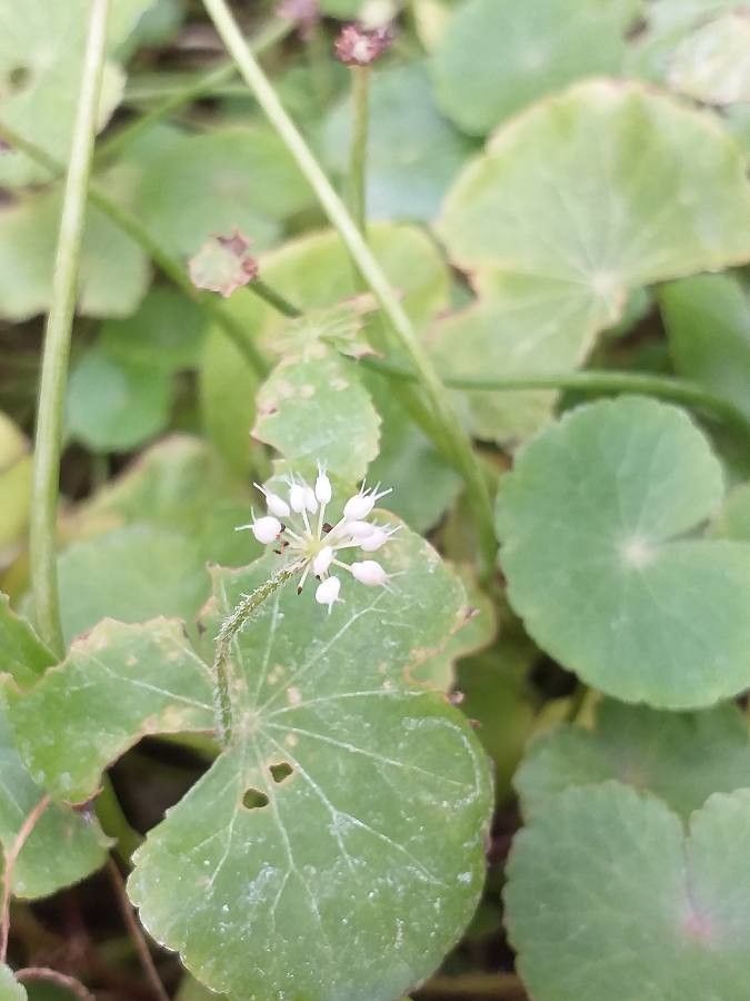 Hydrocotyle leucocephala flower