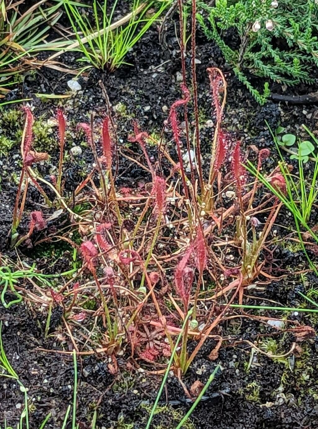 Drosera camporupestris — search result for 'Drosera'