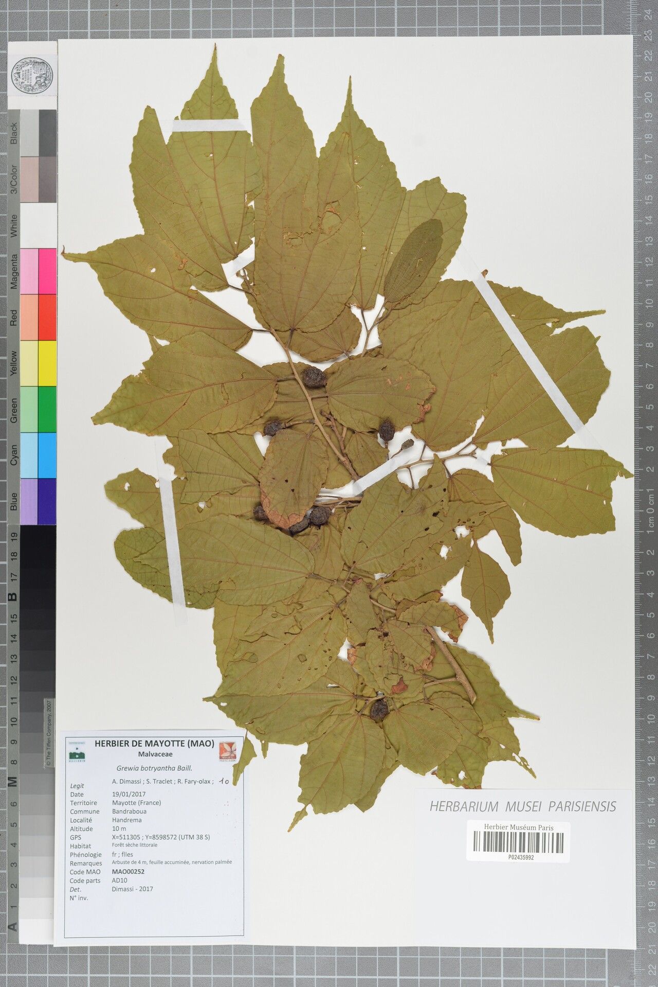 Grewia botryantha — houseplant care guide