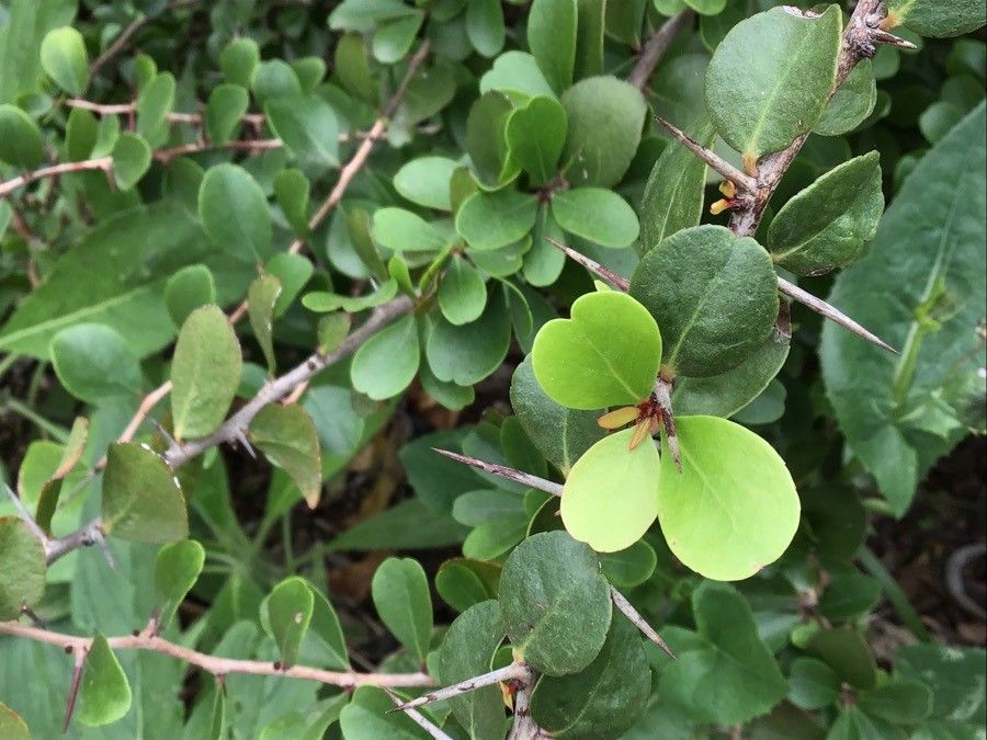 Gymnosporia cryptopetala — houseplant care guide