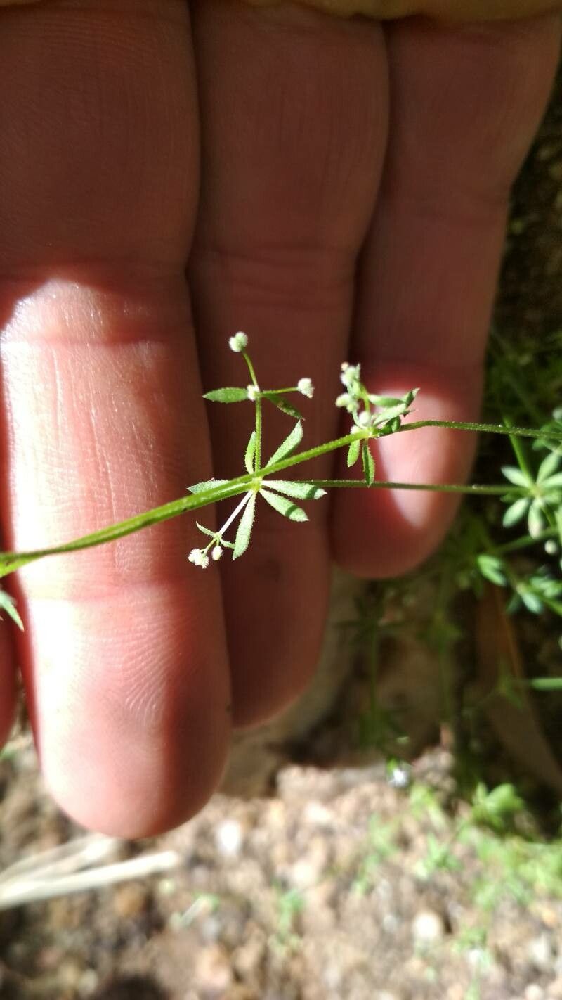 Galium debile fruit