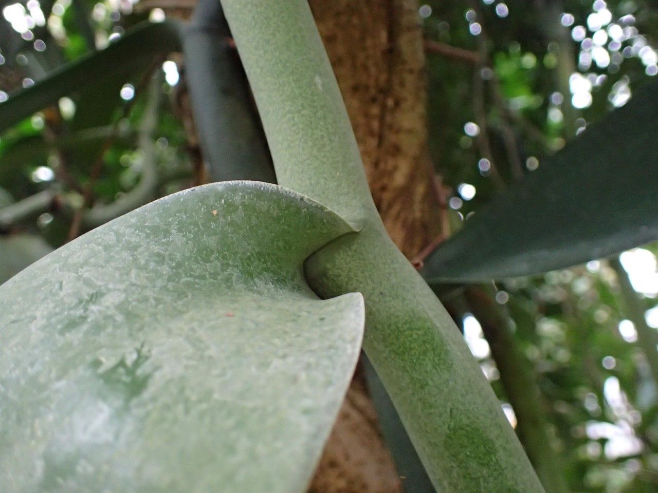 Vanilla imperialis fruit