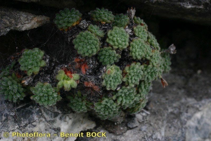 Androsace cylindrica habit