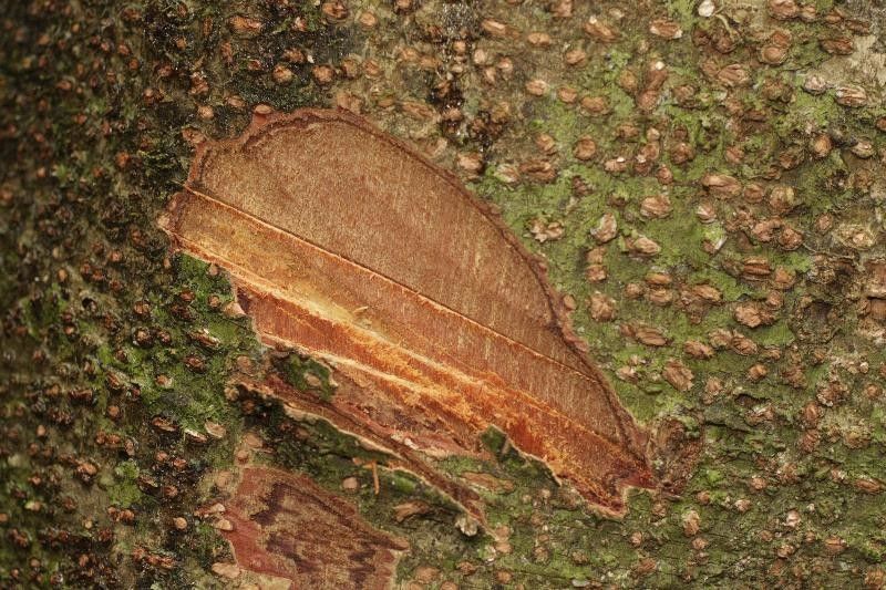 Licania micrantha other