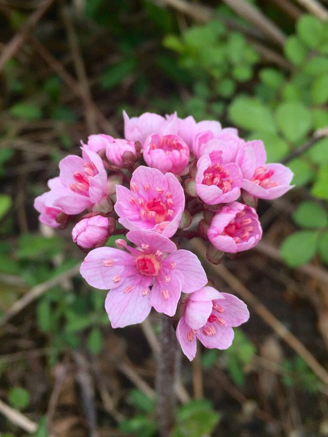 Darmera peltata flower