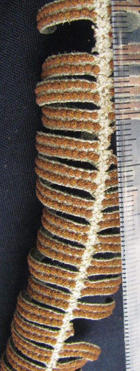 Pleopeltis furfuracea other