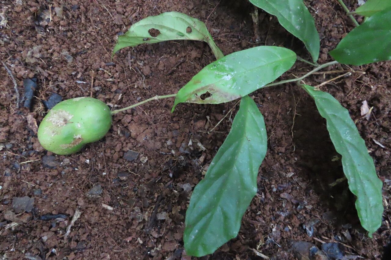 Morisonia pittieri fruit