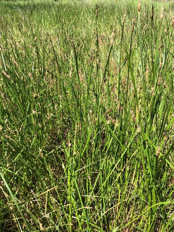 Eleocharis compressa other