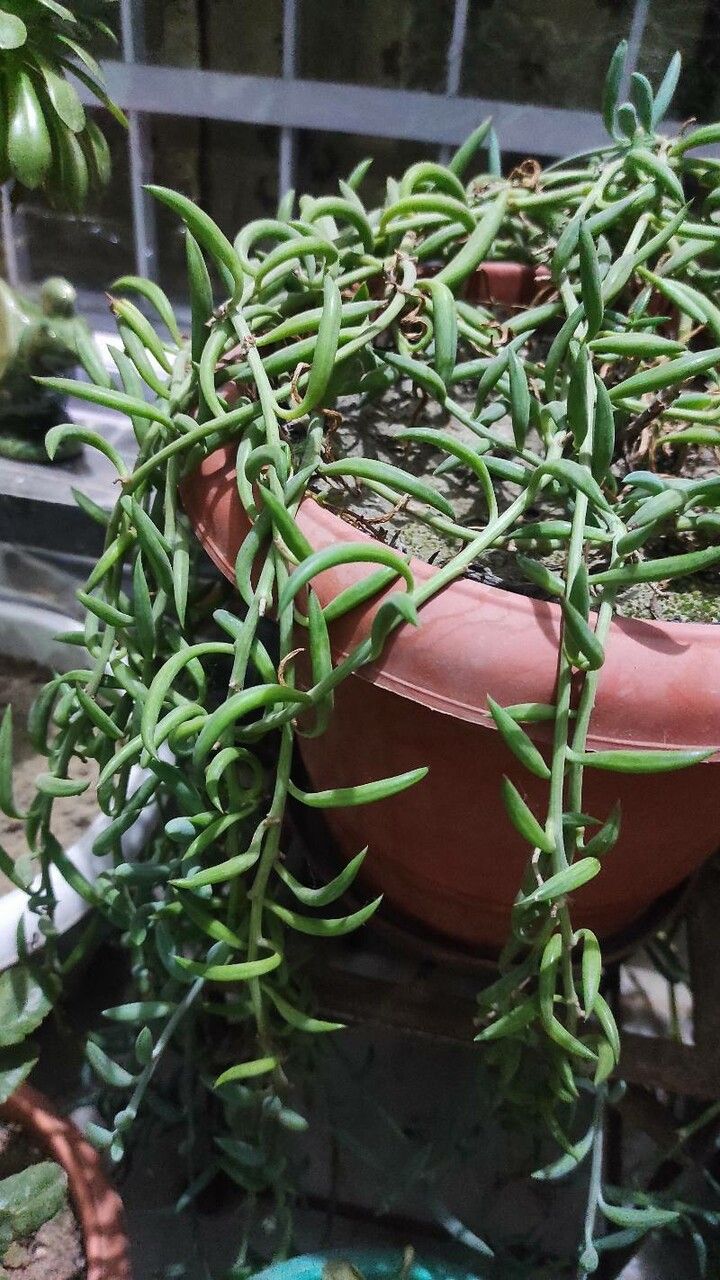 Senecio radicans fruit
