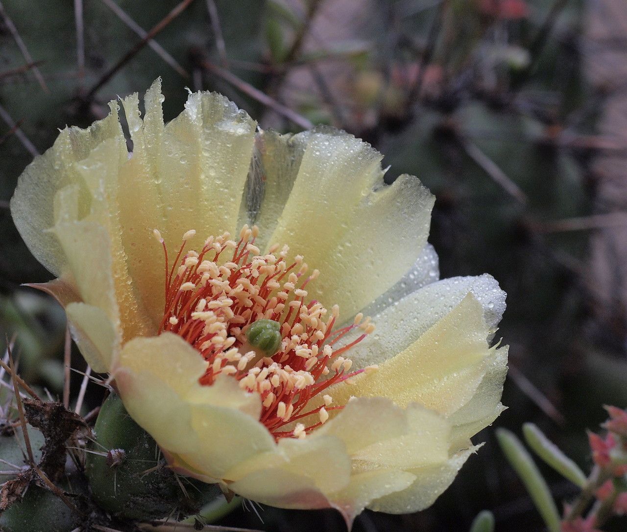 Opuntia fragilis flower