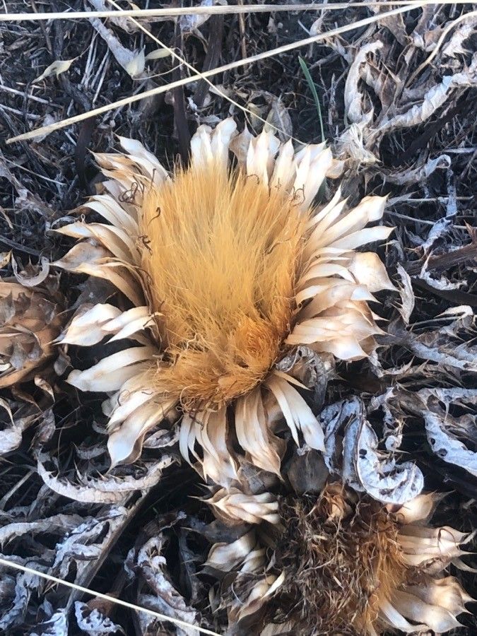 Cynara tournefortii flower