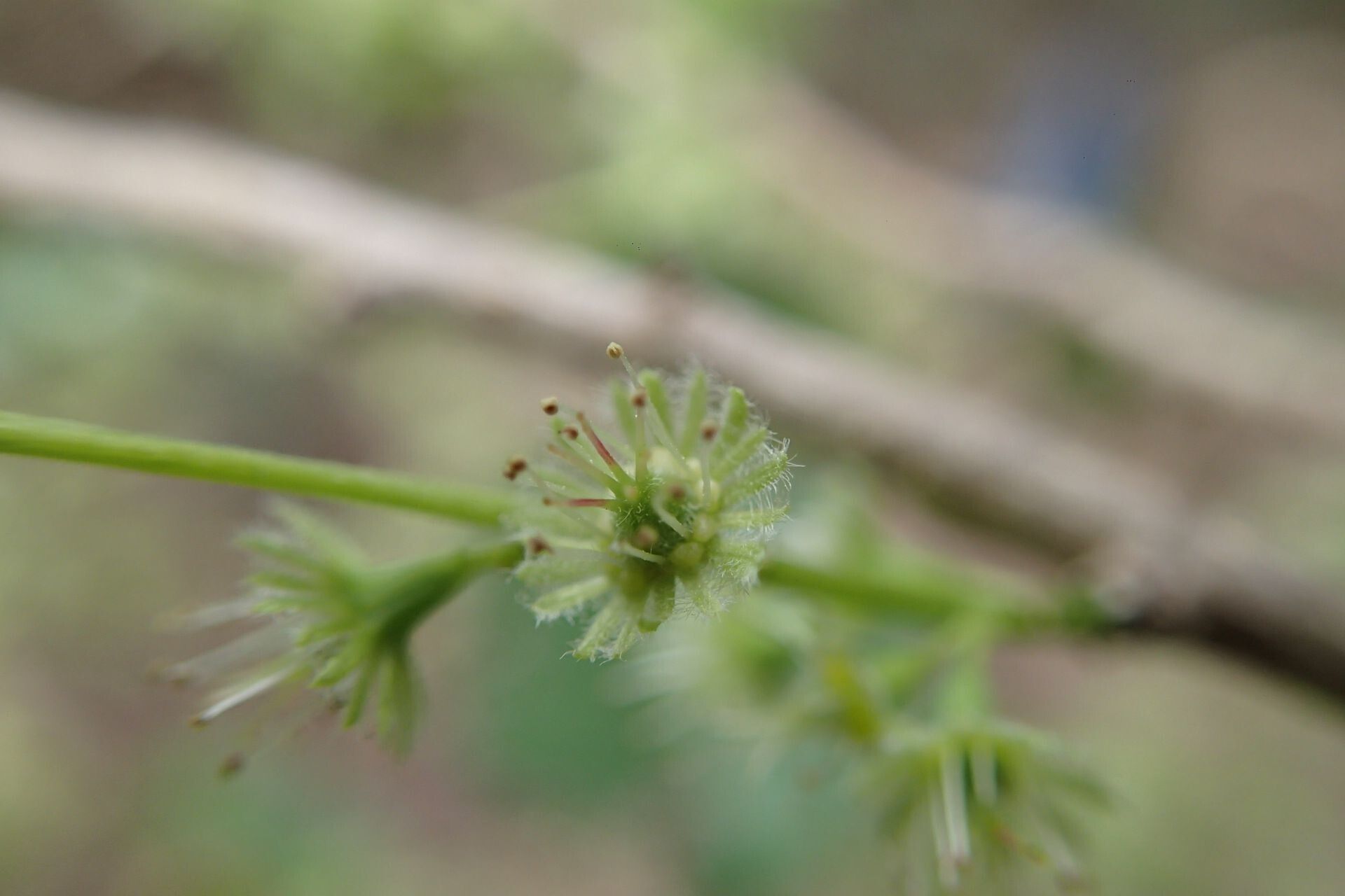 Homalium serratum flower