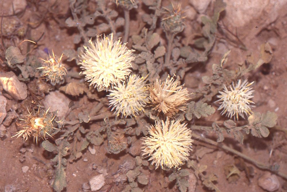 Centaurea furfuracea — houseplant care guide