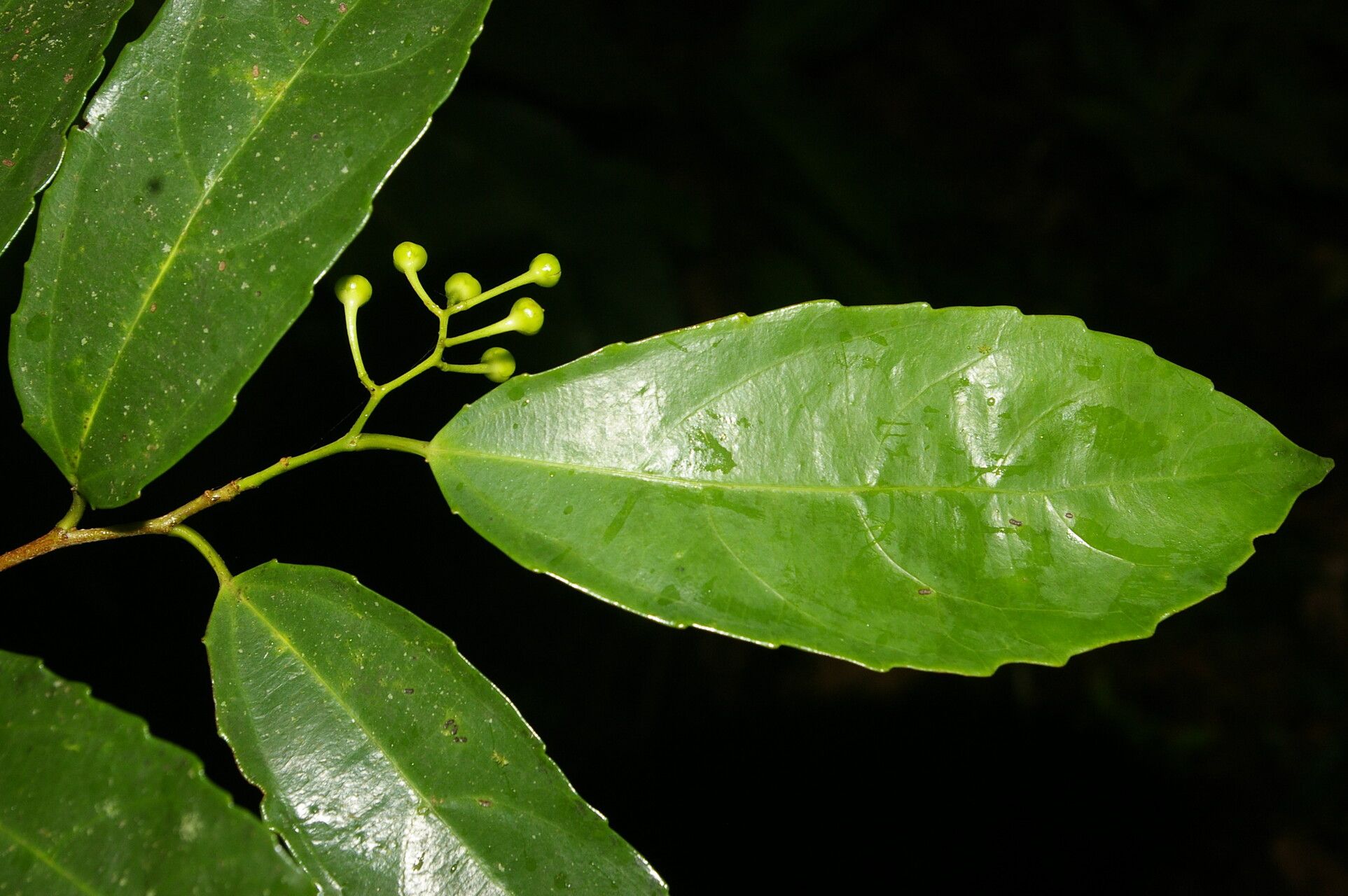 Hasseltiopsis dioica — search result for 'Salicaceae'