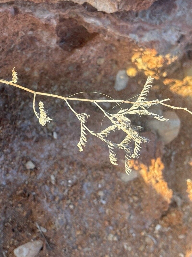 Limonium rigualii flower
