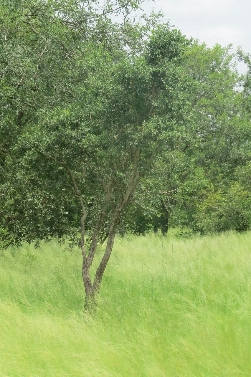 Securidaca longipedunculata habit