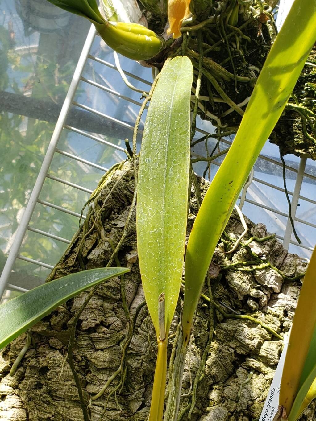 Cattleya grandis leaf