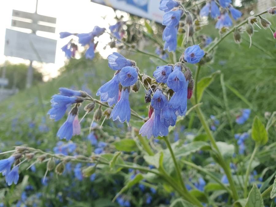 Symphytum asperum flower