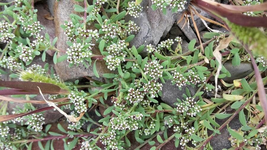 Corrigiola litoralis leaf