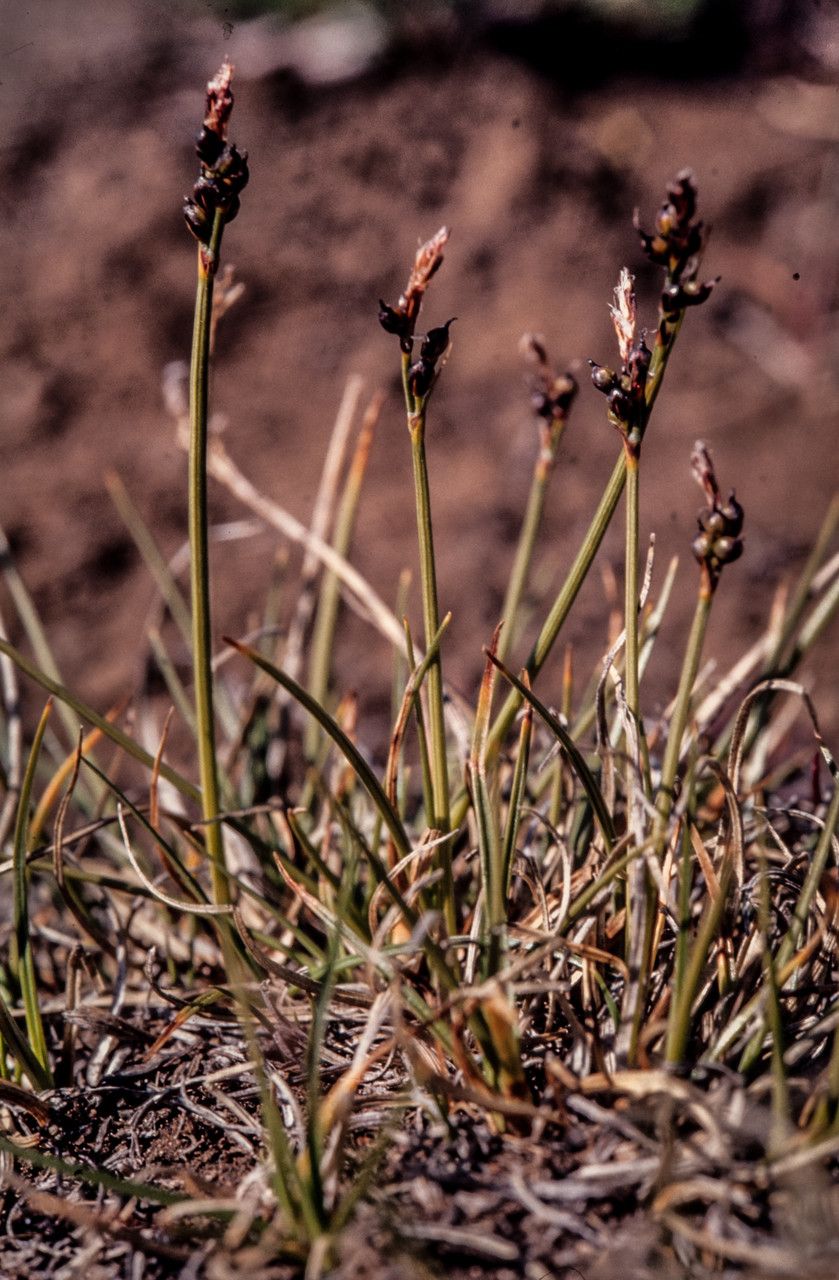 Carex glacialis — houseplant care guide