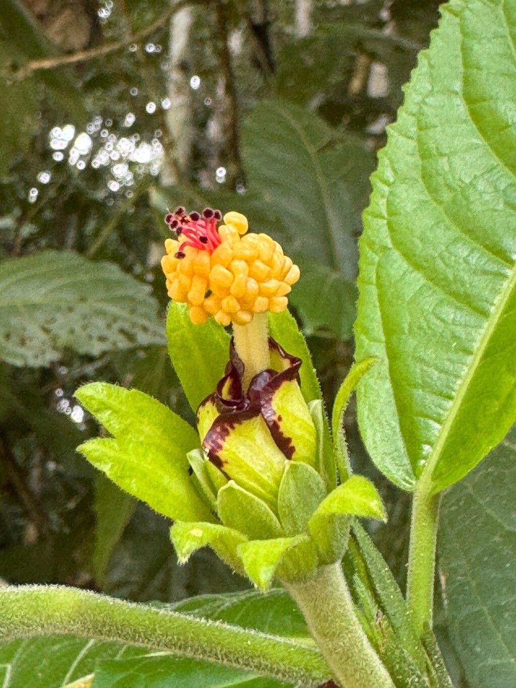 Pavonia crassipedicellata flower