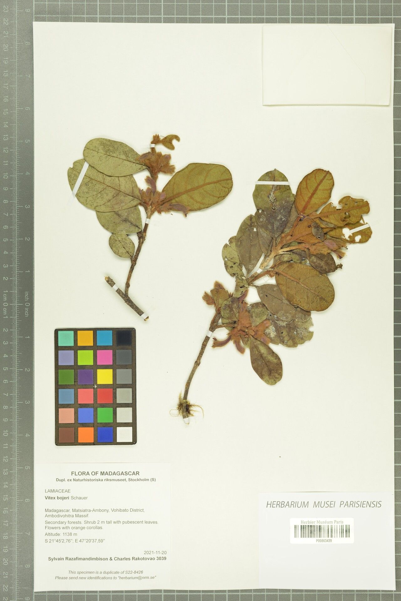 Vitex bojeri — houseplant care guide