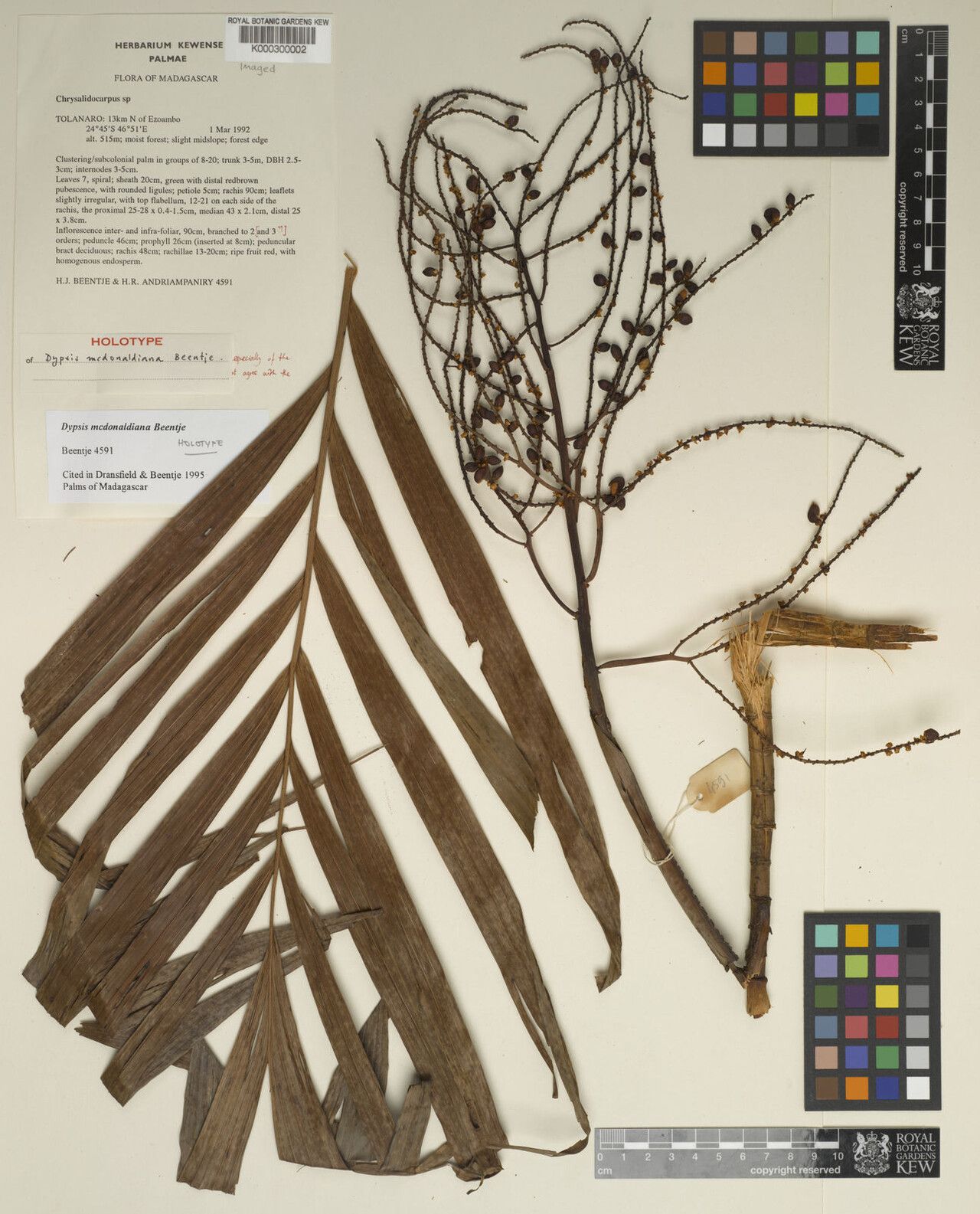 Dypsis mcdonaldiana — search result for 'Dypsis'